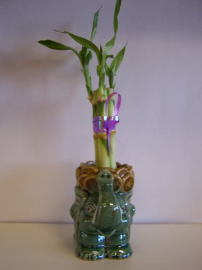 lucky bamboo (2)