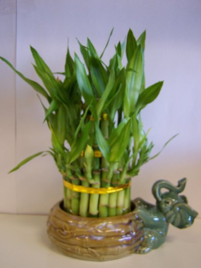 lucky bamboo (3)