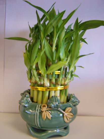 lucky bamboo(4)