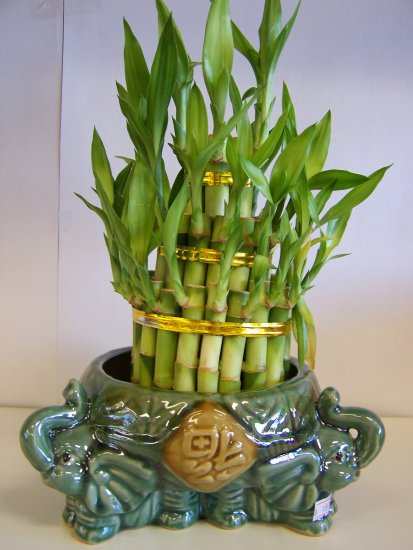 lucky bamboo(5)