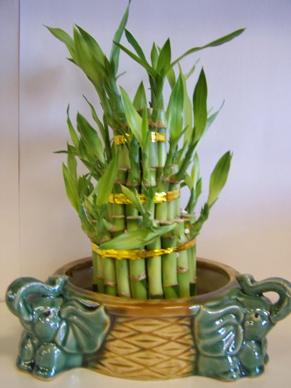 lucky bamboo (6)