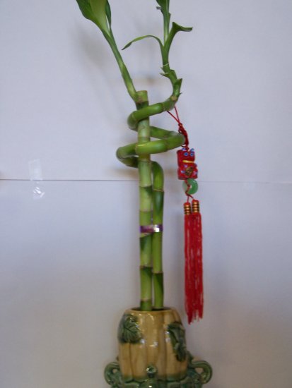 lucky bamboo(7)