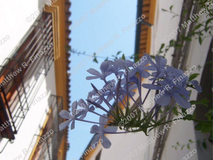 Flowers of Cordoba #1 4 x 6"