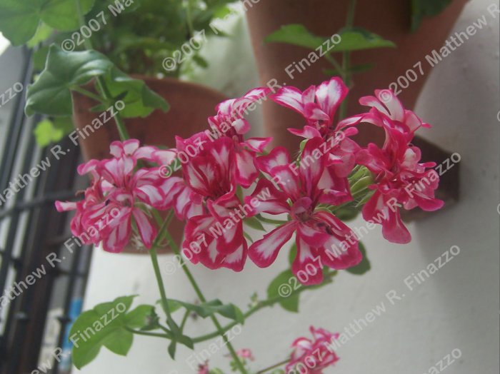 Flowers of Cordoba #2 4 x 6"