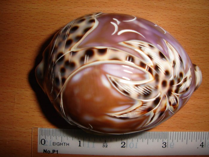Real Tiger Cownie Shell with purple top engraving of a coconut tree
