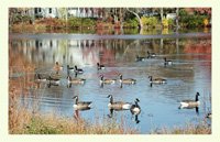 Canada Geese