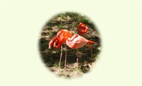 Flamingo Pair