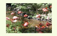 Flamingo Group