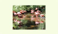 Flamingos Resting