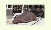 Sleeping Hippo
