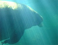 Manatee with Sunrays