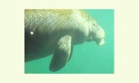 Manatee