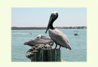 Pelican Pair
