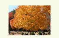 colorful autumn trees, notecards