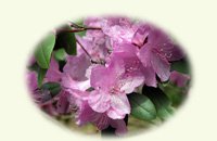 Azalea blooms on notecards