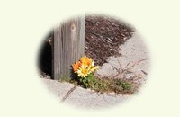 beautiful mums, 10 notecards