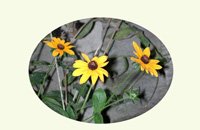 Black-eyed Susans, 10 notecards