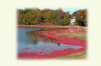 cranberry harvest image on notecards