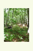 woodland trail, image on notecards
