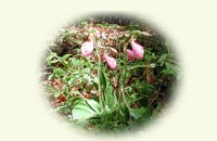 lady slipper, oval image on notecards