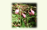 lady slipper image, rectangle, on note cards