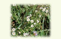 summer wildflowers, image on notecards