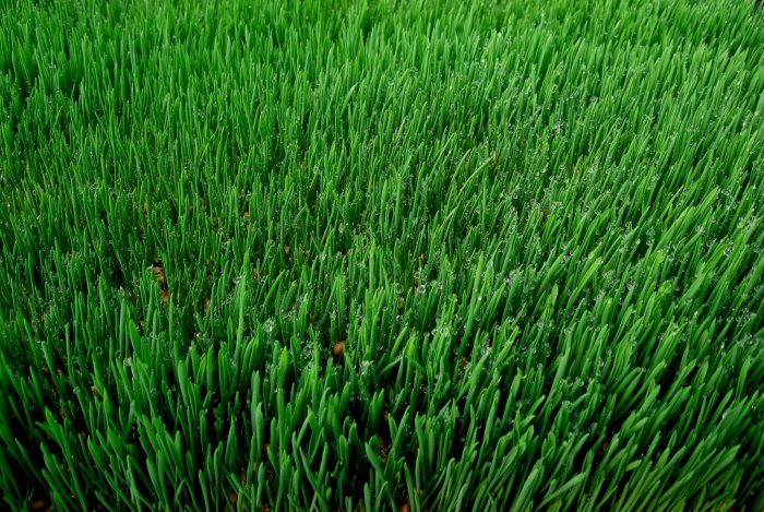1lb. Bag of Fresh cut wheatgrass