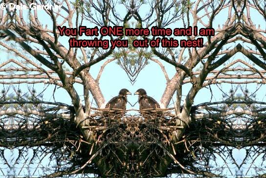 Two Bald Eaglets in the Nest Item 001, 8 x 12 Print
