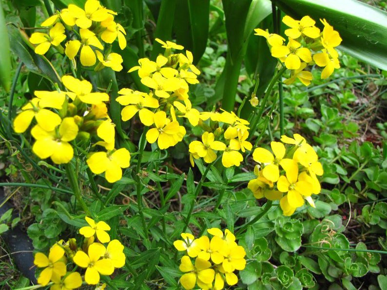 500 SIBERIAN WALLFLOWER Erysimim Cheiranthus Allionii Flower Seeds