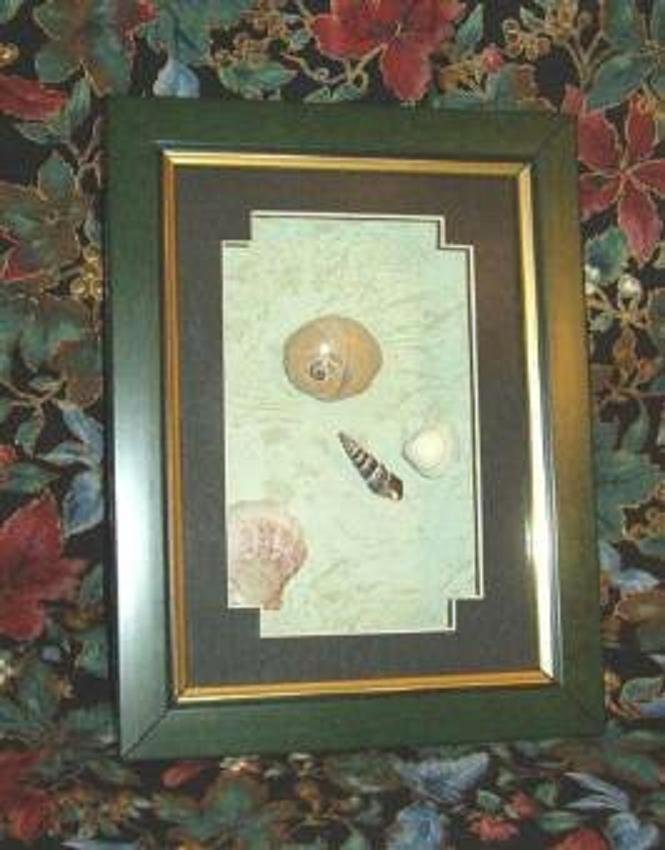 Sea Shells in Picture Frame ~ Brand New