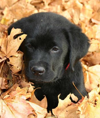 Puppy Training The Natural Way