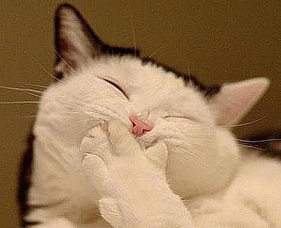 Pamper Your Cat