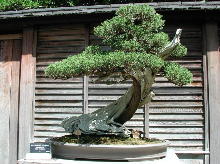 Growing Bonsai Trees
