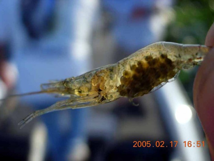 Grass Shrimps
