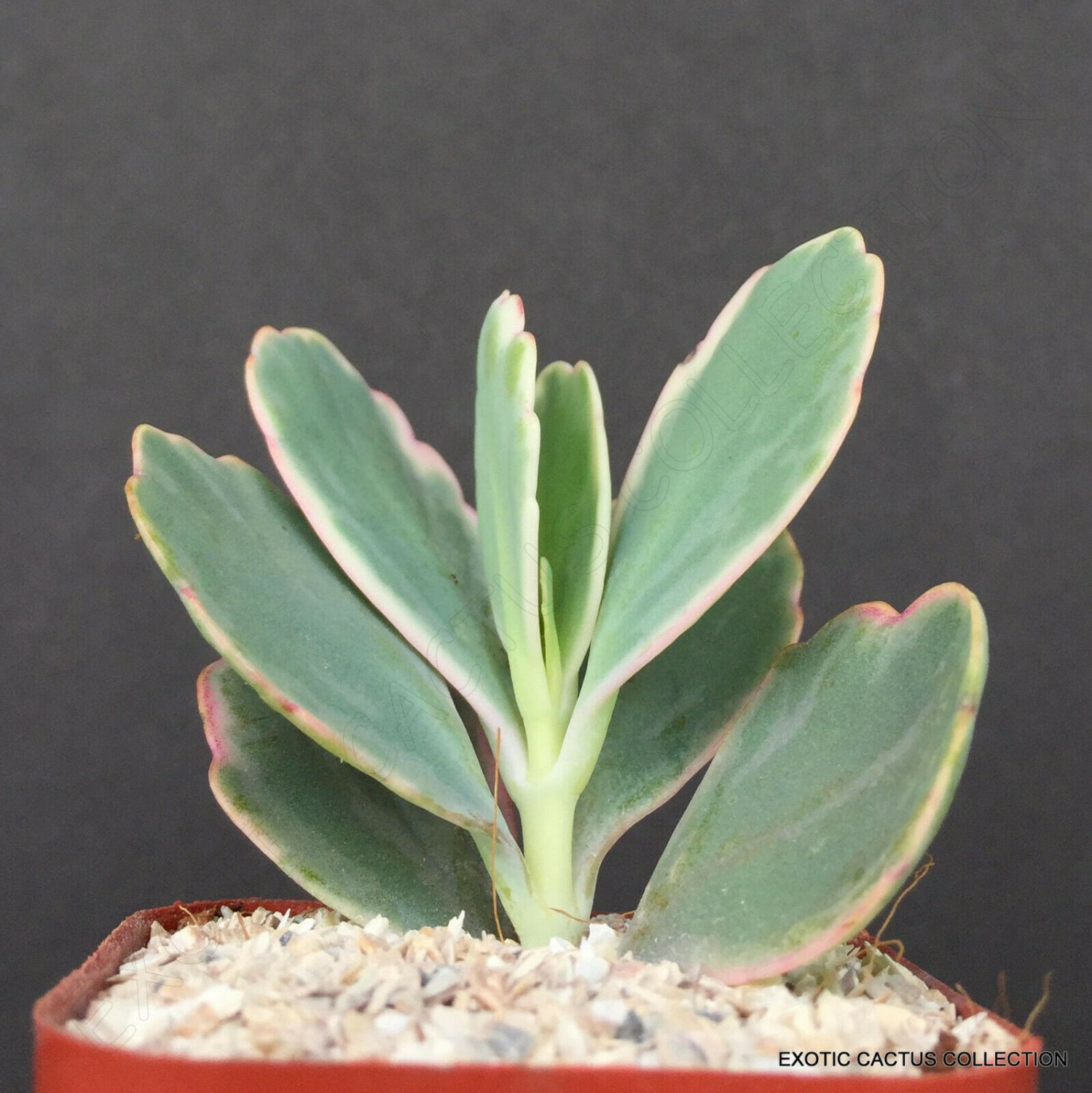 Kalanchoe fedtschenkoi f  compacta exotic rare succulent  plant cactus  2" pot 