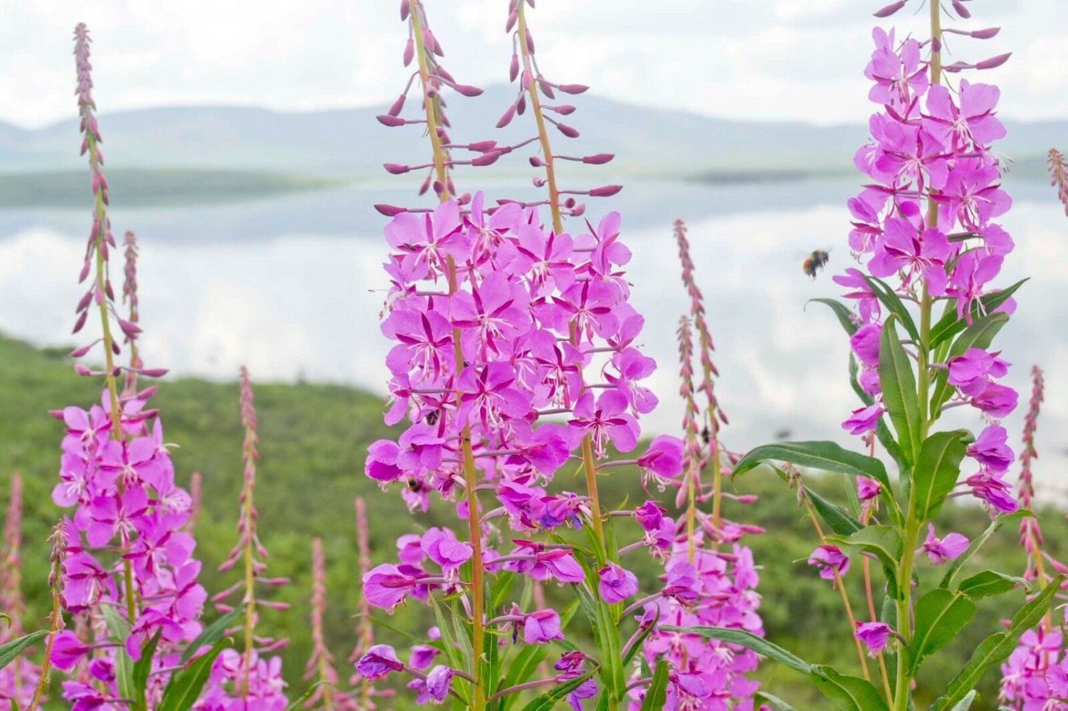Fireweed