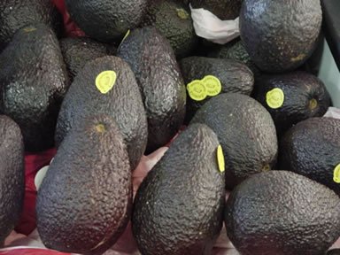 avocado 20 kilo
