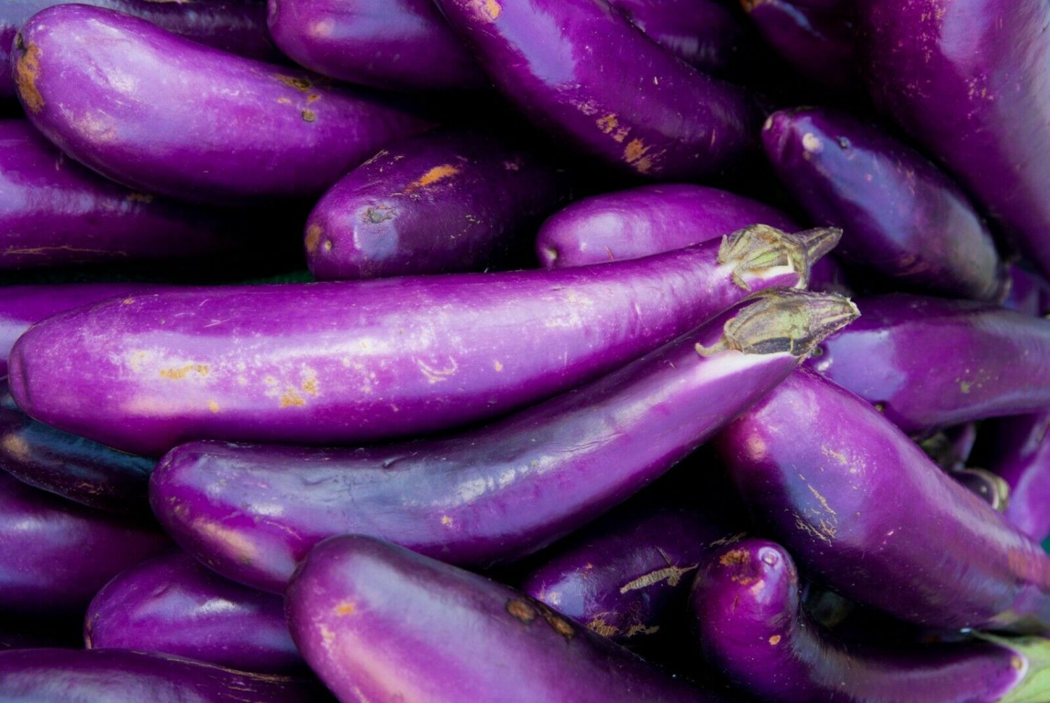Длинный овощ фиолетовый