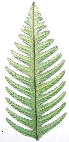 Fern Leaf Large | Refrigerator Magnet | Handpainted Magnets | Plant Magnets
