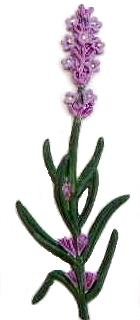 Lavender | Refrigerator Magnet | Handpainted Magnets | Flower Magnets