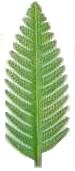 Fern Leaf Small | Ornament | Hand-Painted Gifts | Decor