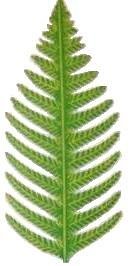 Fern Leaf Large | Ornament | Hand-Painted Gifts | Decor