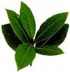 Bay Leaves