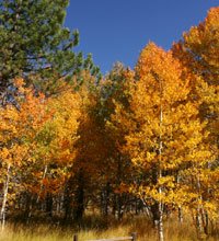 Carson Valley