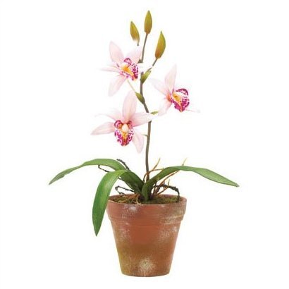 10 in. Pink Orchids in Pot