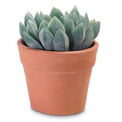 Decorative Aloe Vera