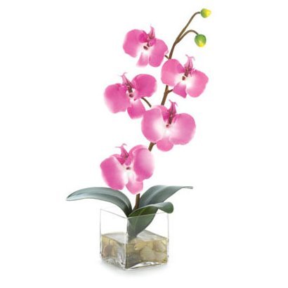 Orchid in Water Glass Vase