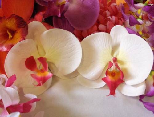 White Hawaiian orchid flower hair clip pair Wedding
