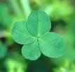 Rare Four Leaf Clovers