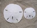 Sand Dollar